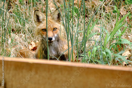 red fox in the grass