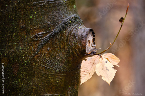 Wet tree branch