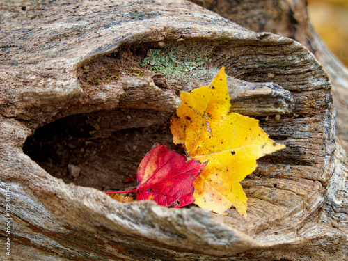 Fall leaves in a tree