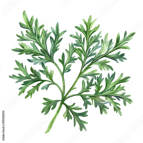 A watercolor painting of Wormwood, isolated on a white background. Wormwood vector.
