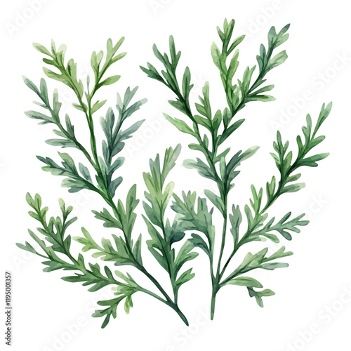 A watercolor painting of Wormwood, isolated on a white background. Wormwood vector.
