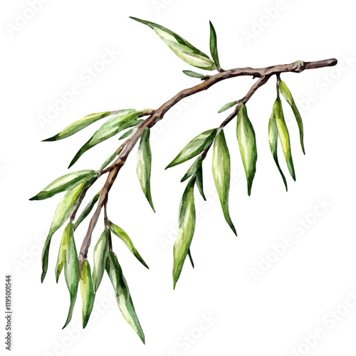 A watercolor painting of Willow bark, isolated on a white background. Willow Bark vector.
