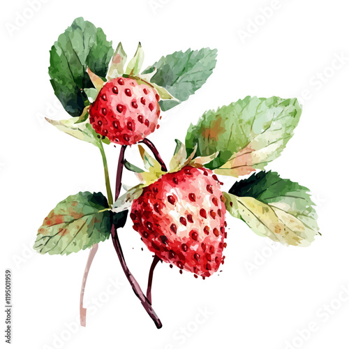 A watercolor vector of Wild Strawberry, isolated on a white background. Wild Strawberry vector.
