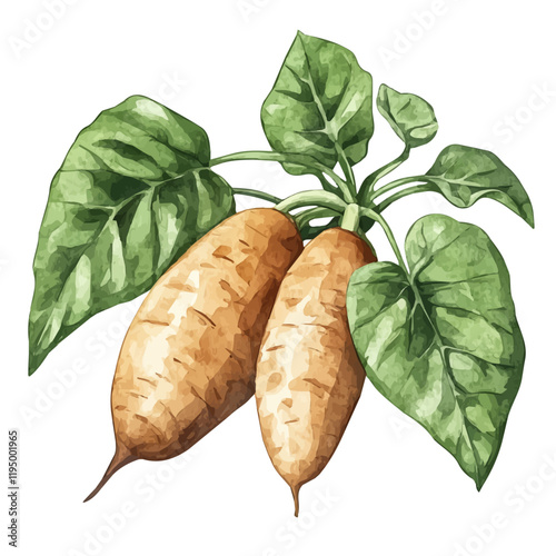 A watercolor of Wild Yam, isolated on a white background. Wild Yam vector.
