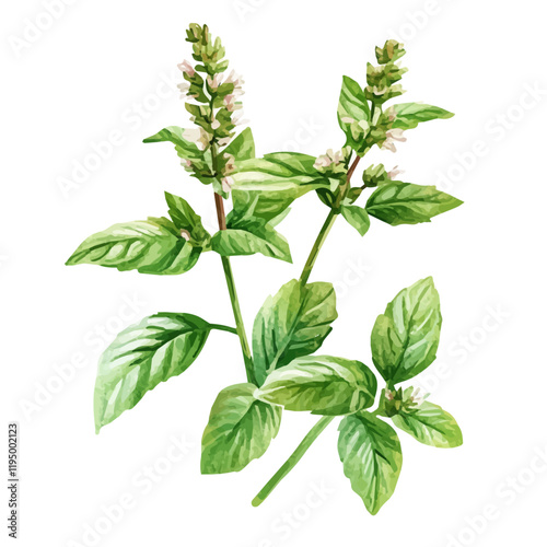 A watercolor drawing of Wild Mint, isolated on a white background. Wild Mint vector.
