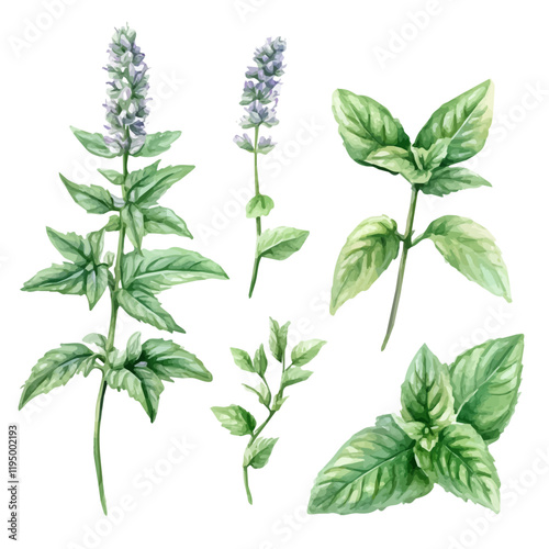 A watercolor drawing of Wild Mint, isolated on a white background. Wild Mint vector.
