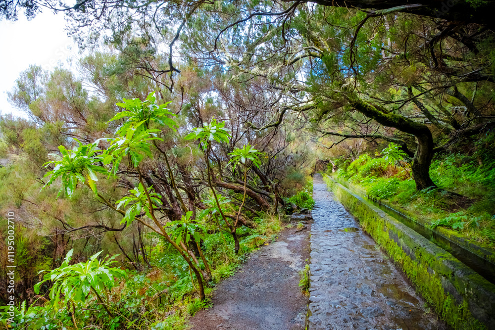 Narrow path along a stone gutter with smoothly flowing water on a mountainside among dense forest, Madeira, Portugal Narrow path along a stone gutter with smoothly flowing water on a mountainside among dense forest, Madeira, Portugal