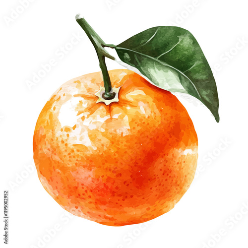 A watercolor illustration of Tangerine, isolated on a white background. Tangerine vector.
