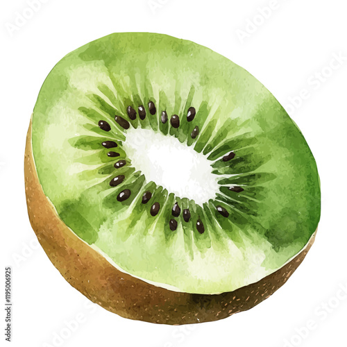 A watercolor vector of Kiwifruit, isolated on a white background. Kiwifruit vector.
