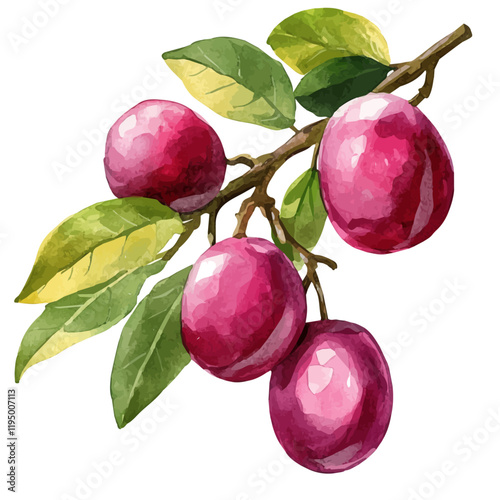 A watercolor painting of Kakadu Plum, isolated on a white background. Kakadu Plum vector.

