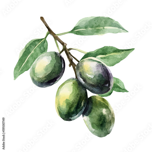 A watercolor painting of Kakadu Plum, isolated on a white background. Kakadu Plum vector.
