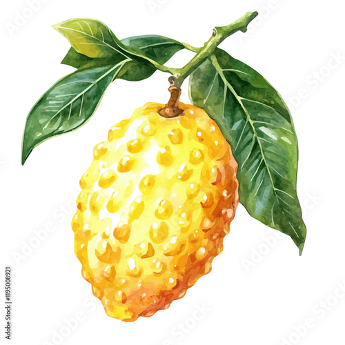 A watercolor illustration of Hala Fruit, isolated on a white background. Hala Fruit vector.
