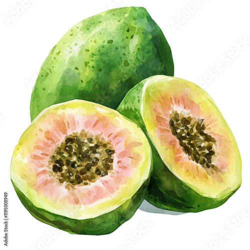 A watercolor illustration of Hala Fruit, isolated on a white background. Hala Fruit vector.
