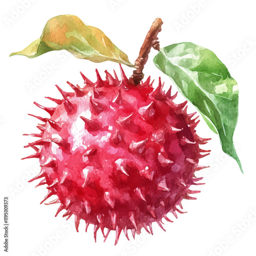 A watercolor drawing of Hairless Rambutan, isolated on a white background. Hairless Rambutan vector.
