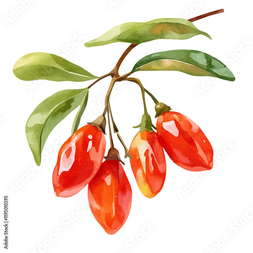 A watercolor of Goji Berry, isolated on a white background. Goji Berry vector.
