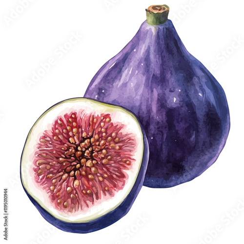 A watercolor of Fig, isolated on a white background. Fig vector.
