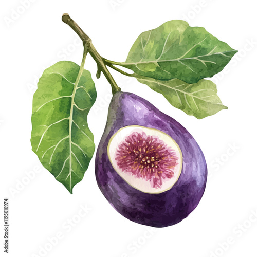 A watercolor of Fig, isolated on a white background. Fig vector.
