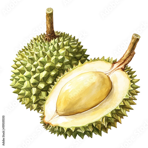 A watercolor of Durian, isolated on a white background. Durian vector.
