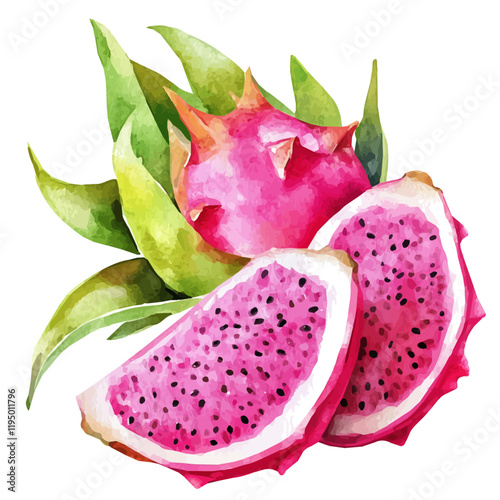 A watercolor of Dragonfruit, isolated on a white background. Dragonfruit vector.
