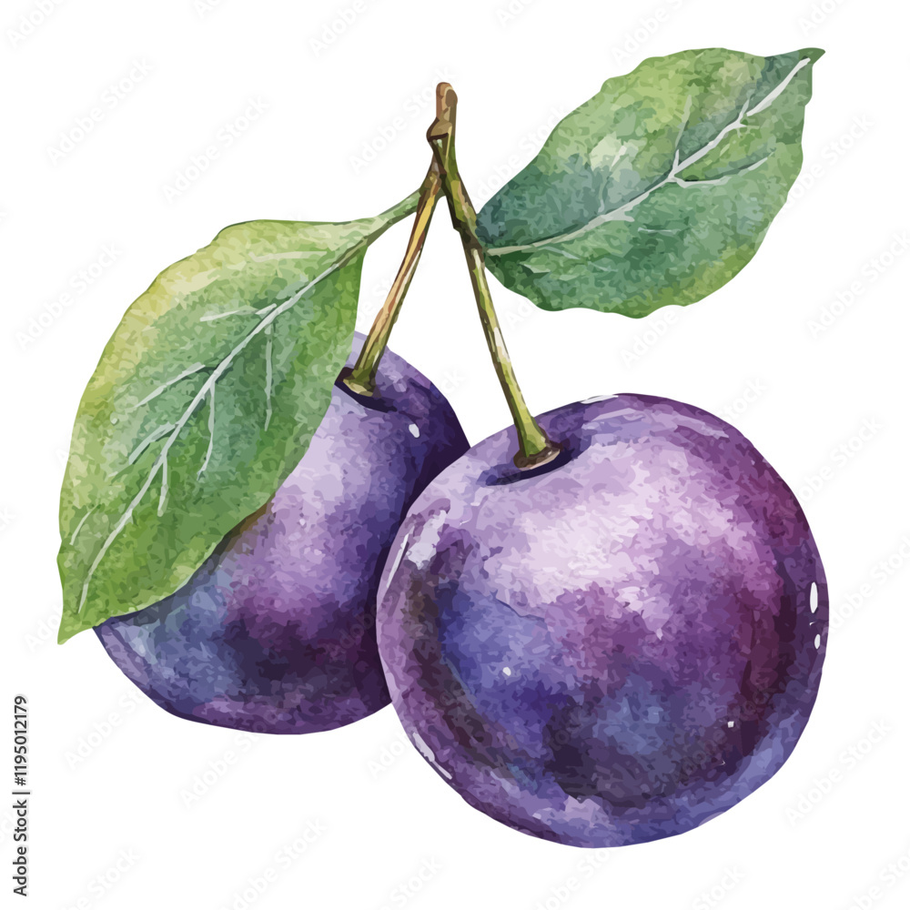 A watercolor vector of Damson, isolated on a white background. Damson vector.
