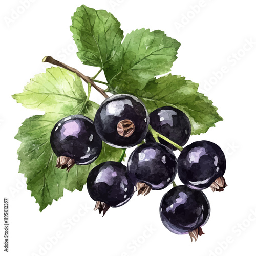 A watercolor clipart of Black Currant, isolated on a white background. Black Currant vector.
