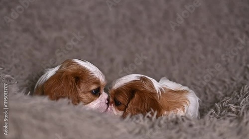 small dog puppy 1 month cavalier king charles spaniel in a chair on a soft blanket in the evening