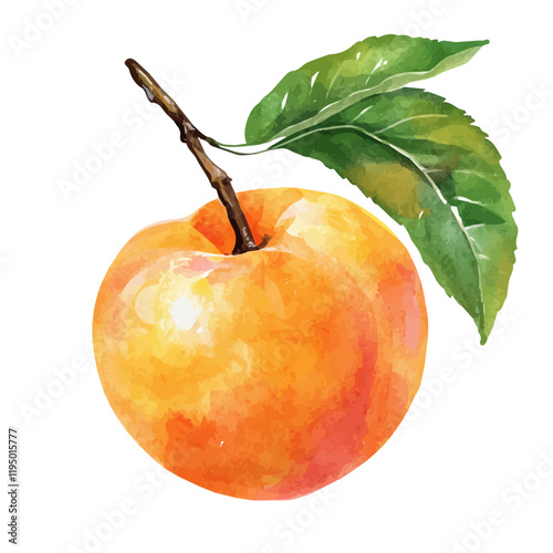 A watercolor vector of Blenheim Apricot, isolated on a white background. Blenheim Apricot vector.
