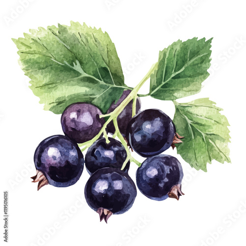 A watercolor of Blackcurrant, isolated on a white background. Blackcurrant vector.
