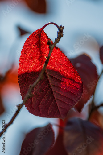 sunlir red leaf hangin on a branch  photo