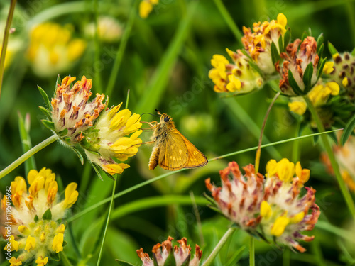 Large Skipper Butterfly Feeding on Kidney Vetch