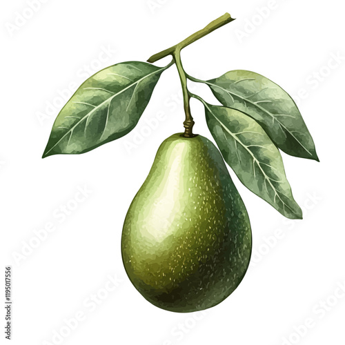 A watercolor vector of an Avocado, isolated on a white background. Avocado vector.

