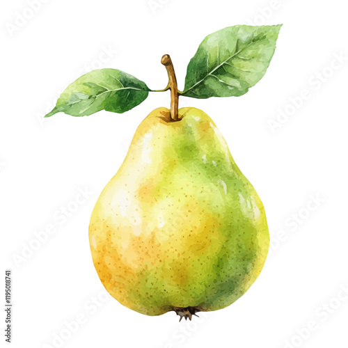 A watercolor clipart of an Apple Pear, isolated on a white background. Apple Pear vector.
