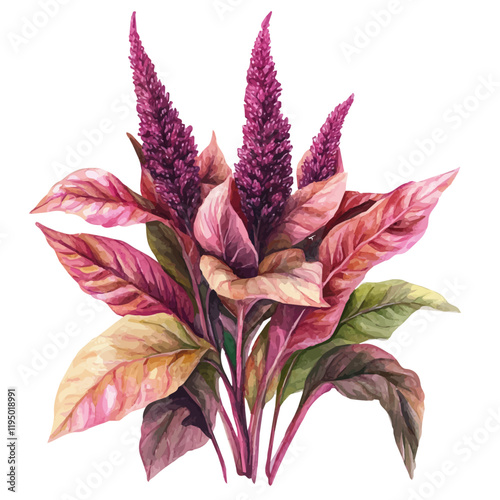 A watercolor of Amaranth, isolated on a white background. Amaranth vector.
