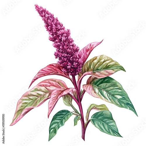 A watercolor of Amaranth, isolated on a white background. Amaranth vector.
