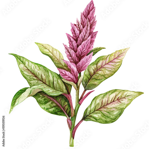 A watercolor of Amaranth, isolated on a white background. Amaranth vector.
