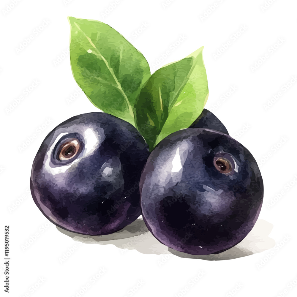 A watercolor painting of Acai Berry, isolated on a white background. Acai Berry vector.
A watercolor painting of Acai Berry, isolated on a white background. Acai Berry vector.