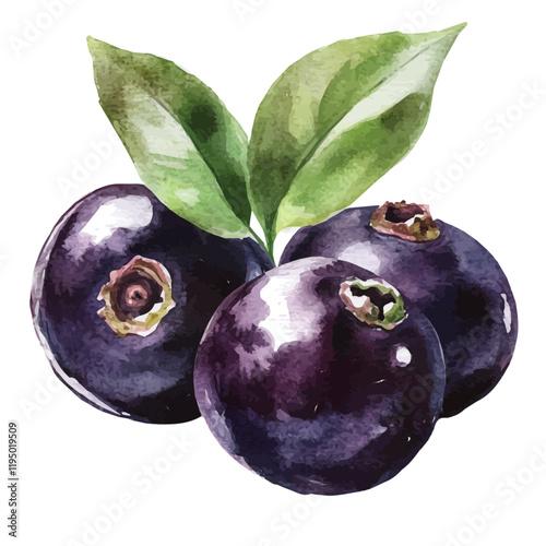 A watercolor painting of Acai Berry, isolated on a white background. Acai Berry vector.
