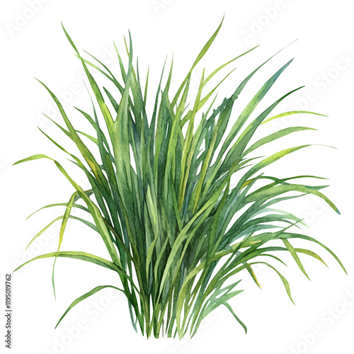 A watercolor vector of Vetiver, isolated on a white background. Vetiver vector.
