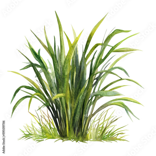 A watercolor vector of Vetiver, isolated on a white background. Vetiver vector.
