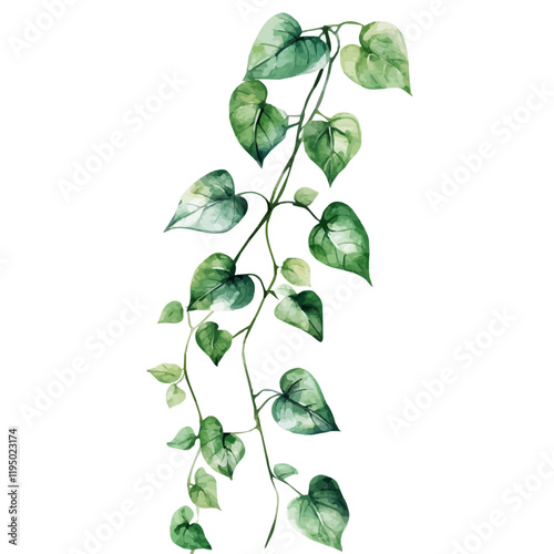 A watercolor vector of trailing jade, isolated on a white background. Trailing jade vector.
