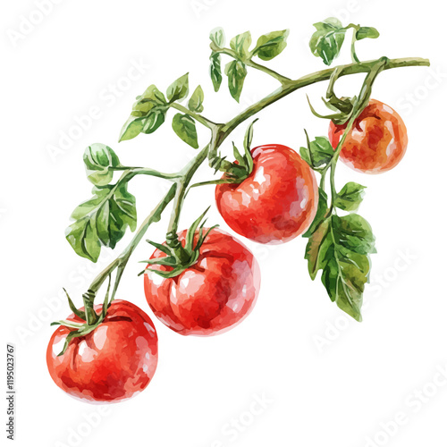 A watercolor painting of a tomato vine, isolated on a white background. Tomato vine vector.
