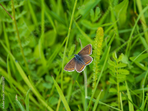 Brown Argus Butterlfy. Wings Open. photo