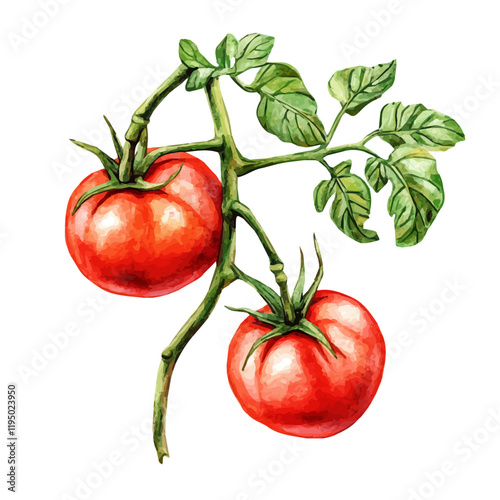 A watercolor painting of a tomato vine, isolated on a white background. Tomato vine vector.
