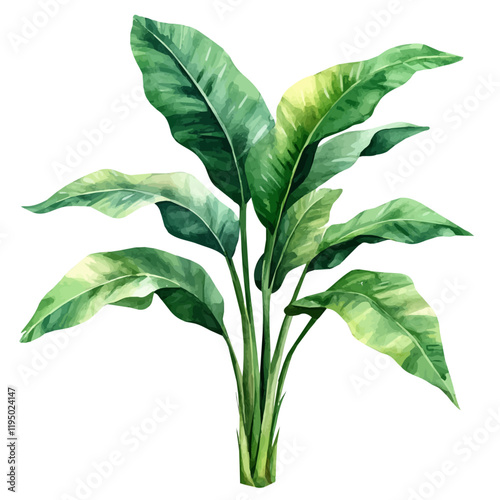 A watercolor of a ti plant, isolated on a white background. Ti plant vector.
