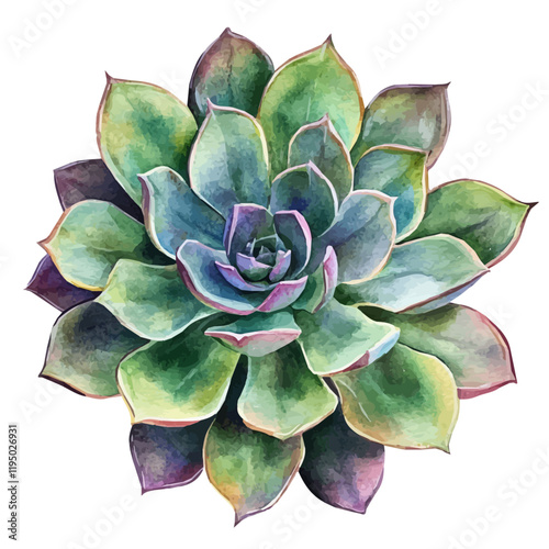 A watercolor painting of a succulent rosette, isolated on a white background. Succulent rosette vector.
