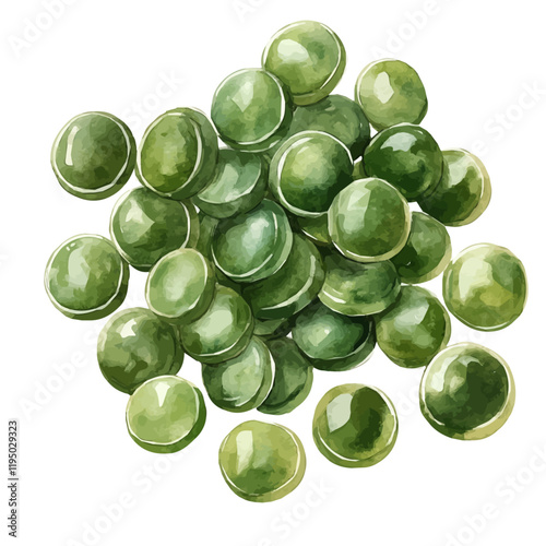 A watercolor vector of Spirulina, isolated on a white background. Spirulina vector.
