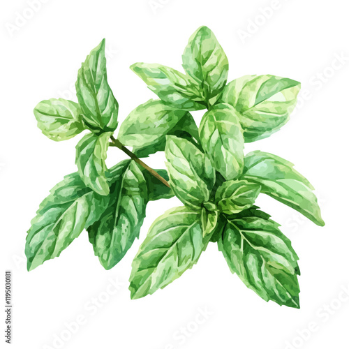 A watercolor clipart of a spearmint, isolated on a white background. Spearmint vector.
