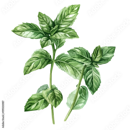 A watercolor clipart of a spearmint, isolated on a white background. Spearmint vector.
