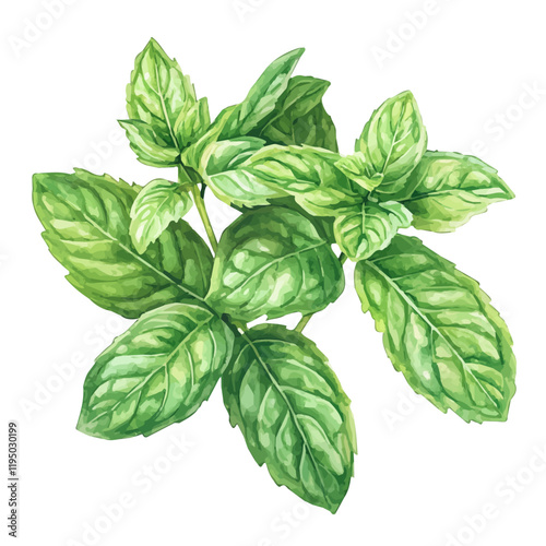 A watercolor clipart of a spearmint, isolated on a white background. Spearmint vector.
