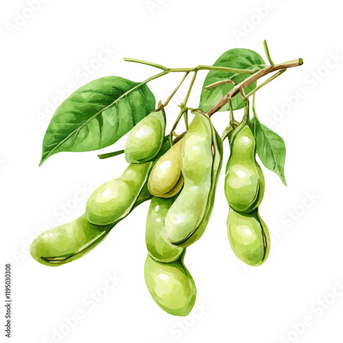 A watercolor of a soybean, isolated on a white background. Soybean vector.
